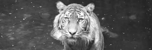 easynowtiger Profile Banner