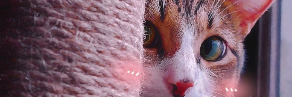 RymrtVn's profile banner image