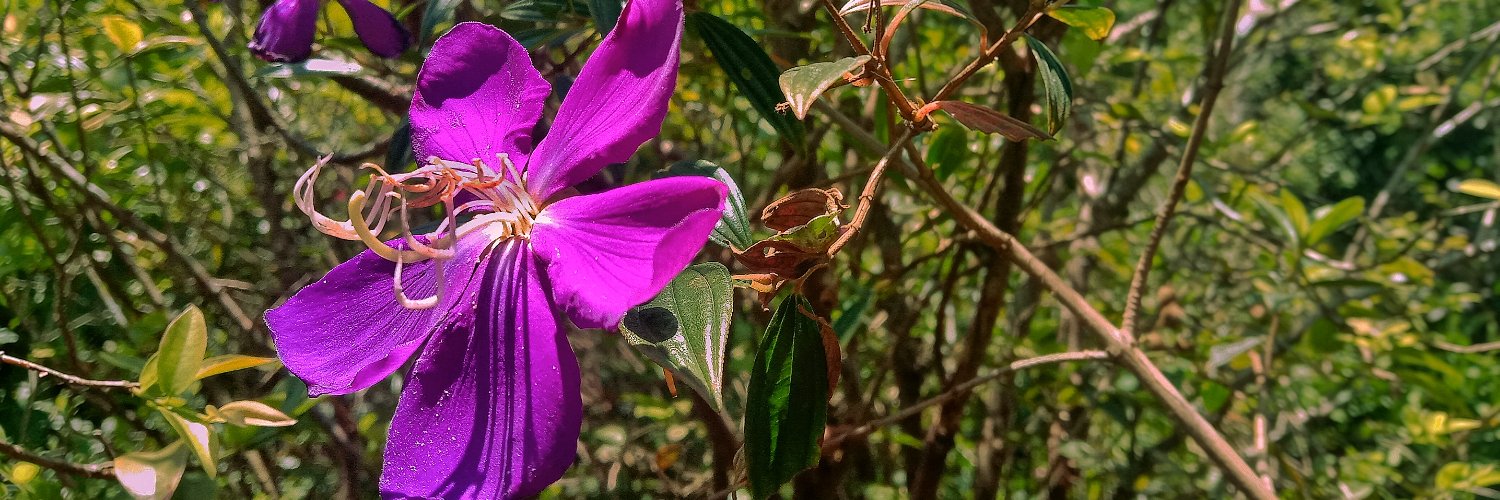 Saccharine🍭 banner