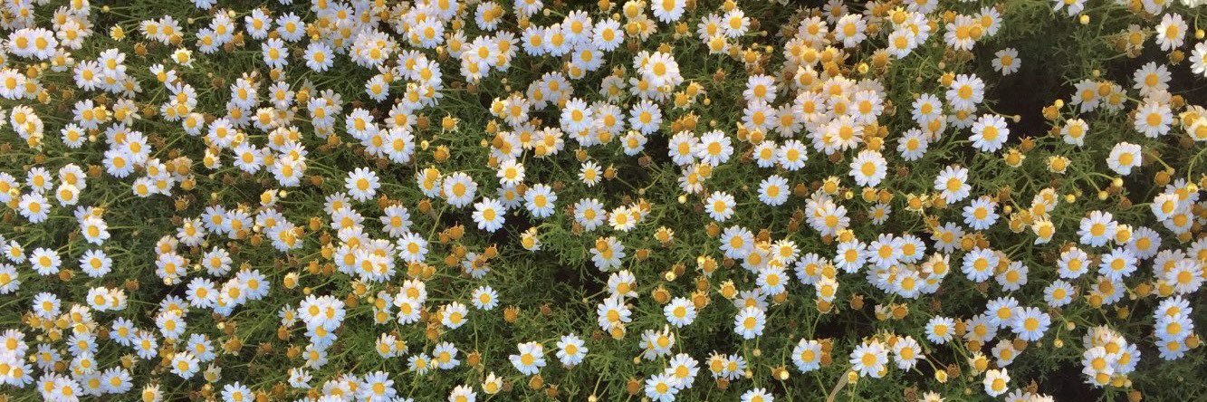best of chiara oliver 🌼 banner