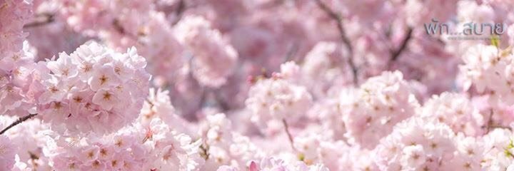 Dari_Darika_'s profile banner image