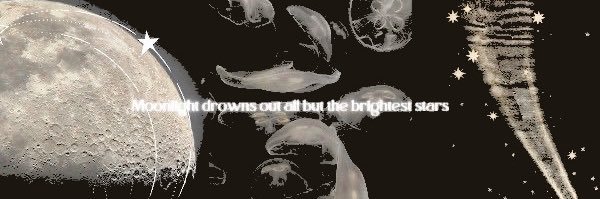 𓆸 banner