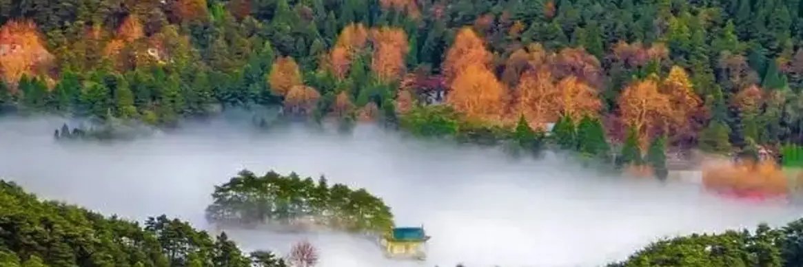 Monkey King（follow back） banner