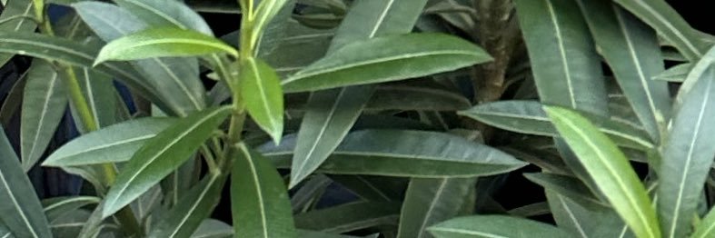 Rantseroni banner
