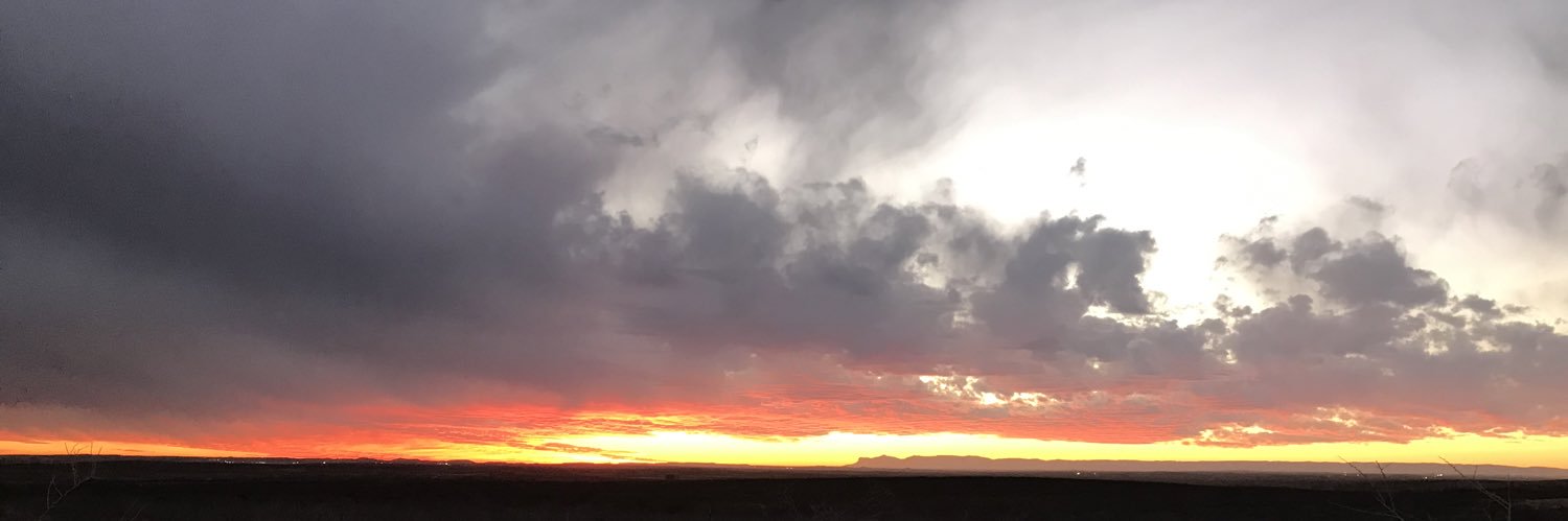 Feral Cat 🌵 banner