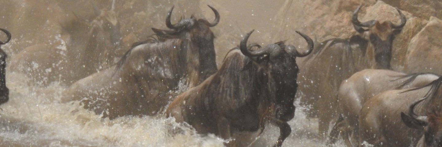 Safari Andrew banner