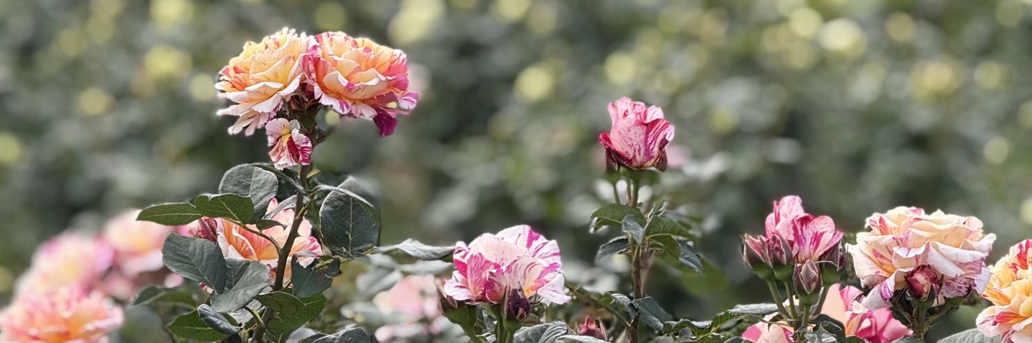 cannot be blank banner