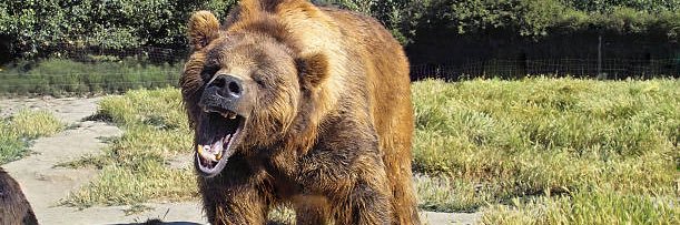 GrumpyBear banner