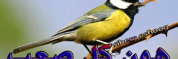رعد السَّنْجَري banner