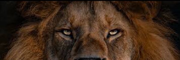 iamboxzin Profile Banner