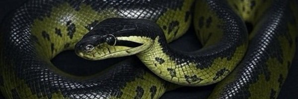 longsqueezes Profile Banner