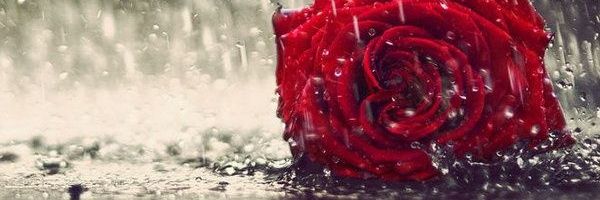 VermilionRose banner