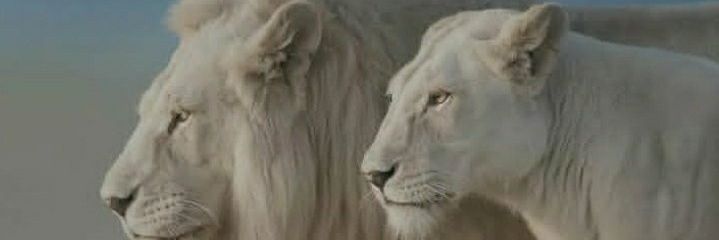Abnonie's profile banner image
