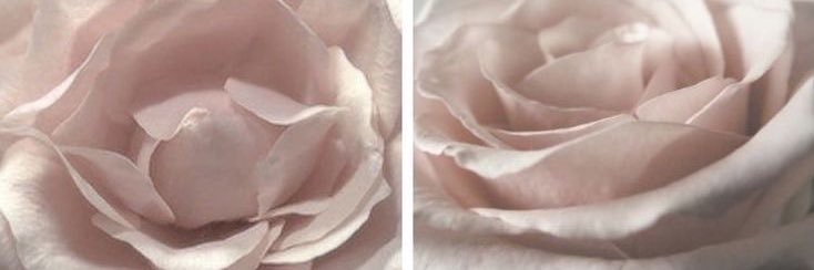 athalia. banner
