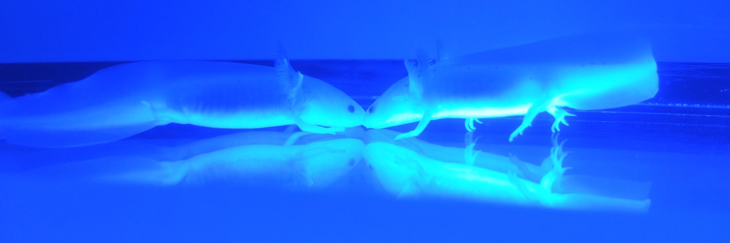 mimgle's profile banner image