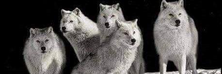 Jared Cameron banner