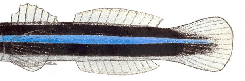 neon goby banner