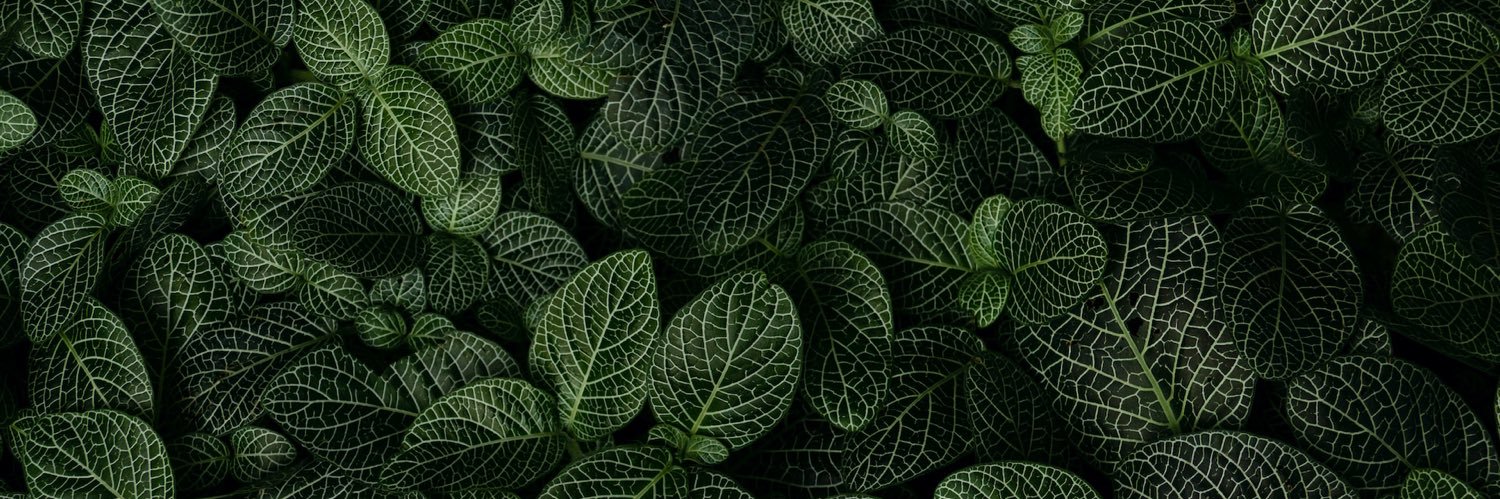 vnsseb's profile banner image