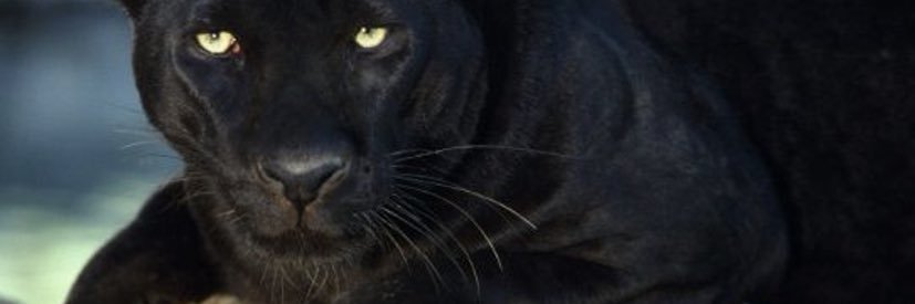Davldvld's profile banner image