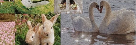 🌸emily🌸 banner