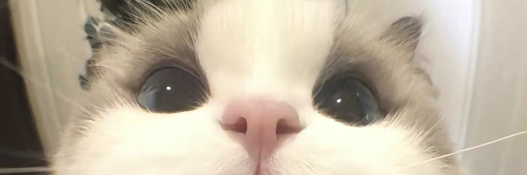 爱拼才会赢 banner