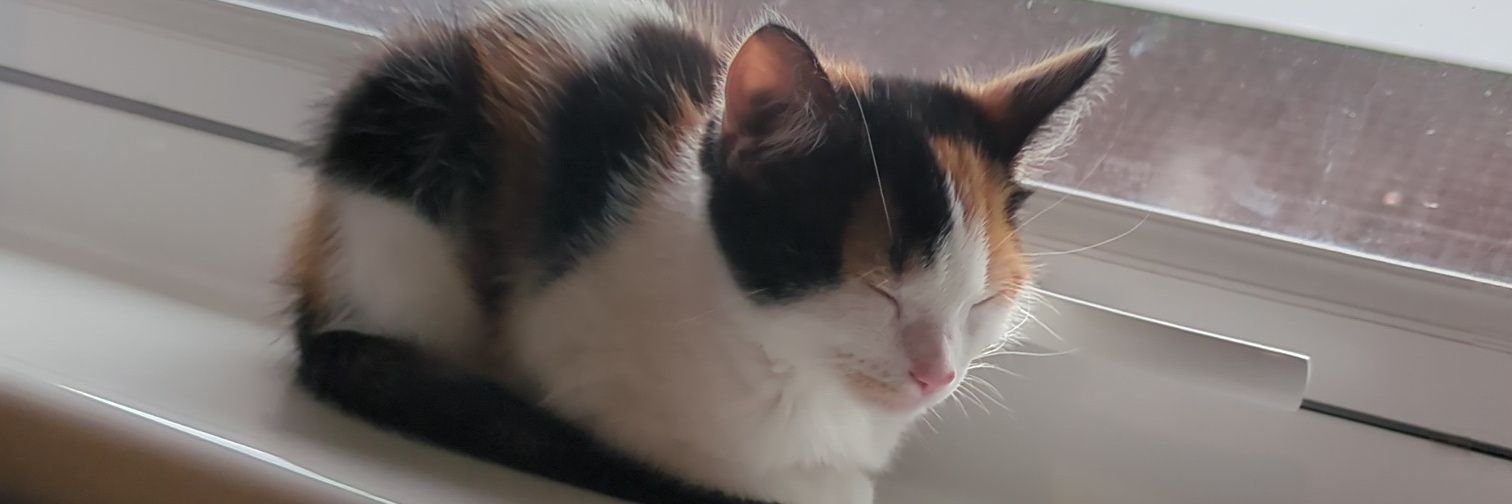 Robbie Collins banner