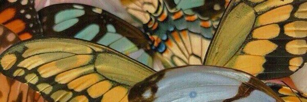 PopcornBeetles Profile Banner