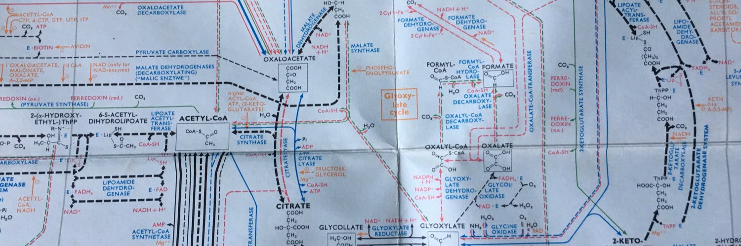 bongcheon-dong ghost kororā banner