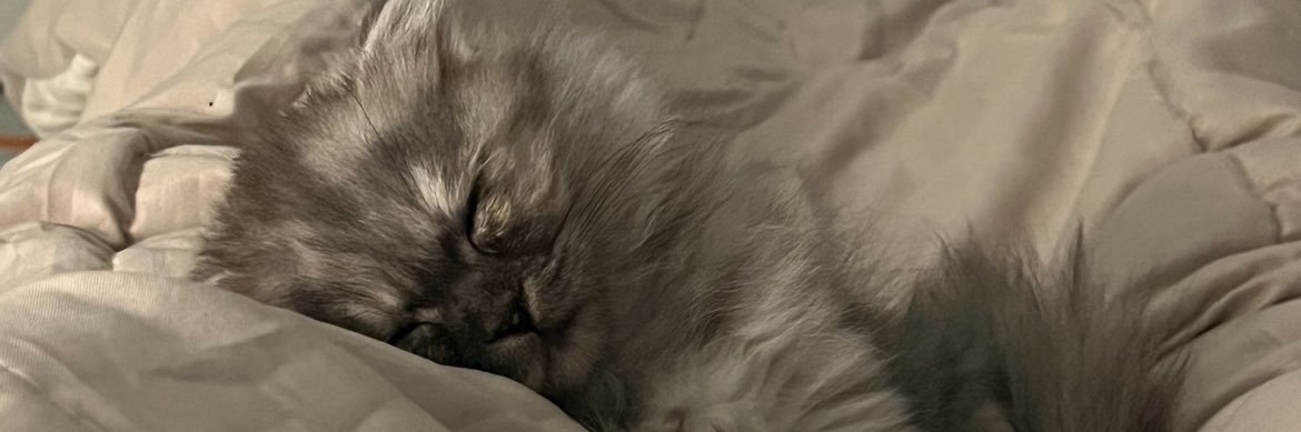 1kittyangell's profile banner image