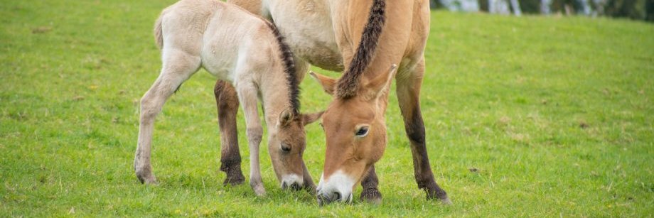 rosemary rannes banner