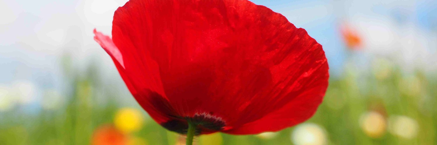 DeniseThomx4282's profile banner image