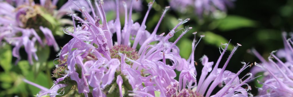 Emily Kissner banner