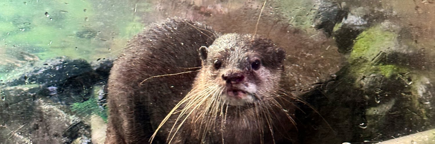 足立梨花🍑 banner