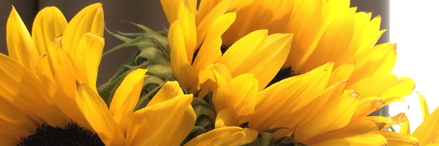 ada_evans's profile banner image