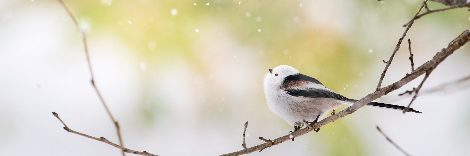 ぺんぺん banner