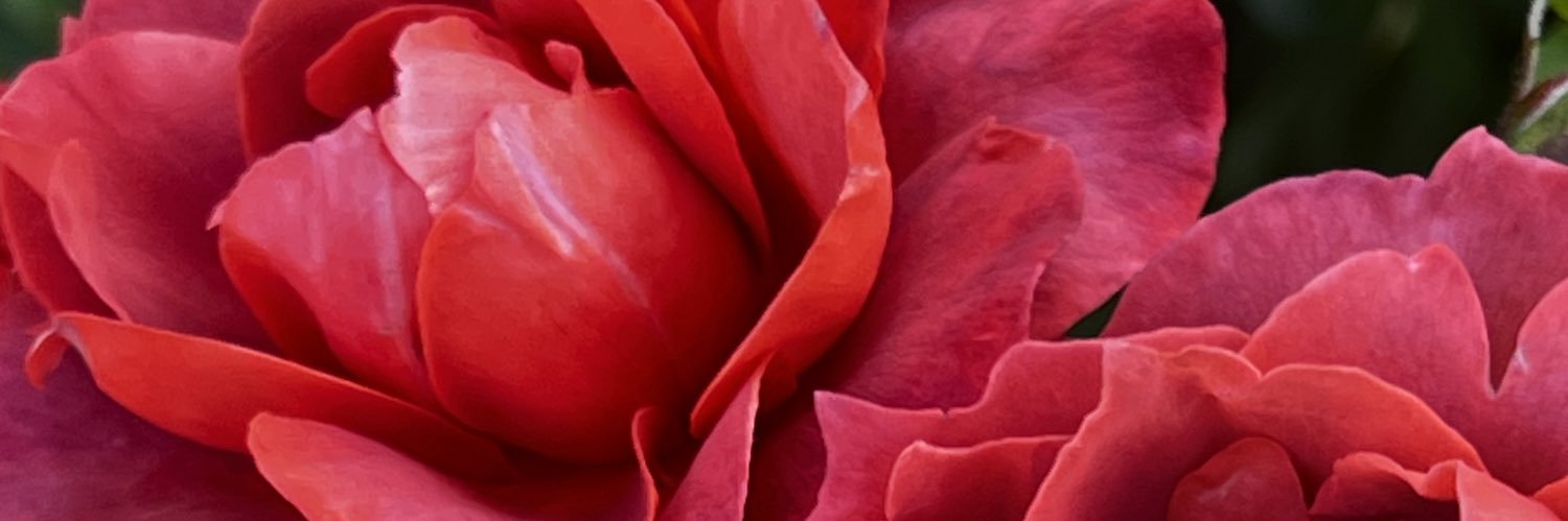 Chaya ✡️ ‎חיה לֵוִי banner