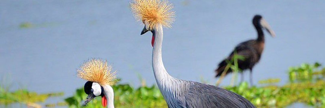 A New BOLD Vision banner