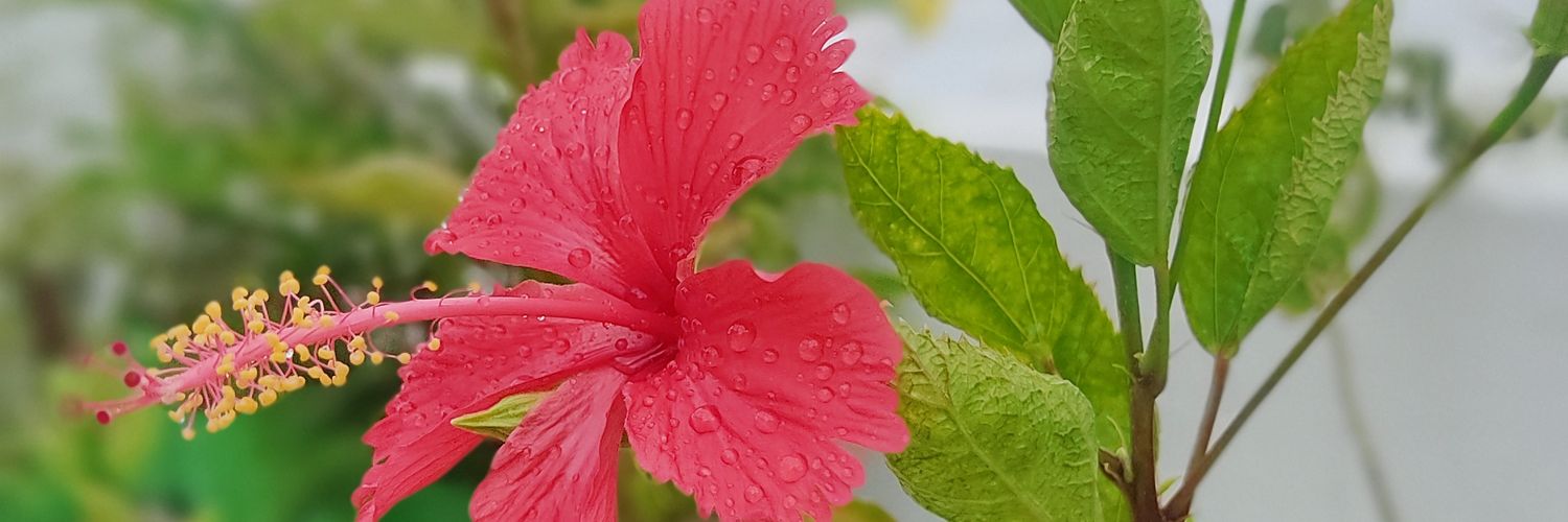 BrokenAlgorithms banner