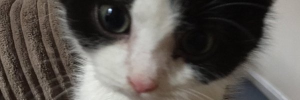 strictlybook Profile Banner