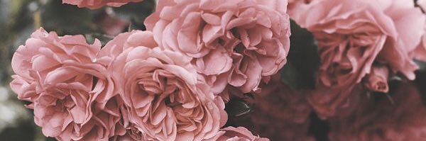 allisonmarches's profile banner image