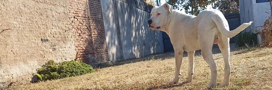 PachecoAbrahamB's profile banner image