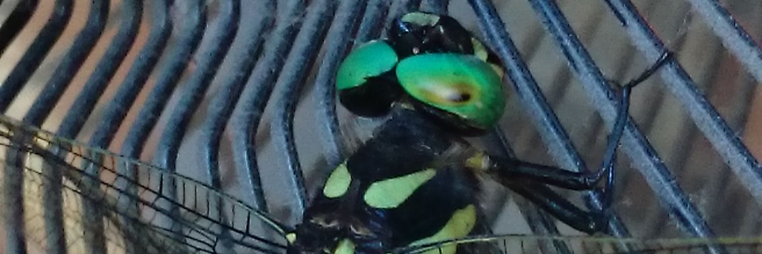OhhhhCoach's profile banner image