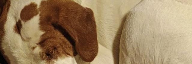 Cinthia Lorca banner