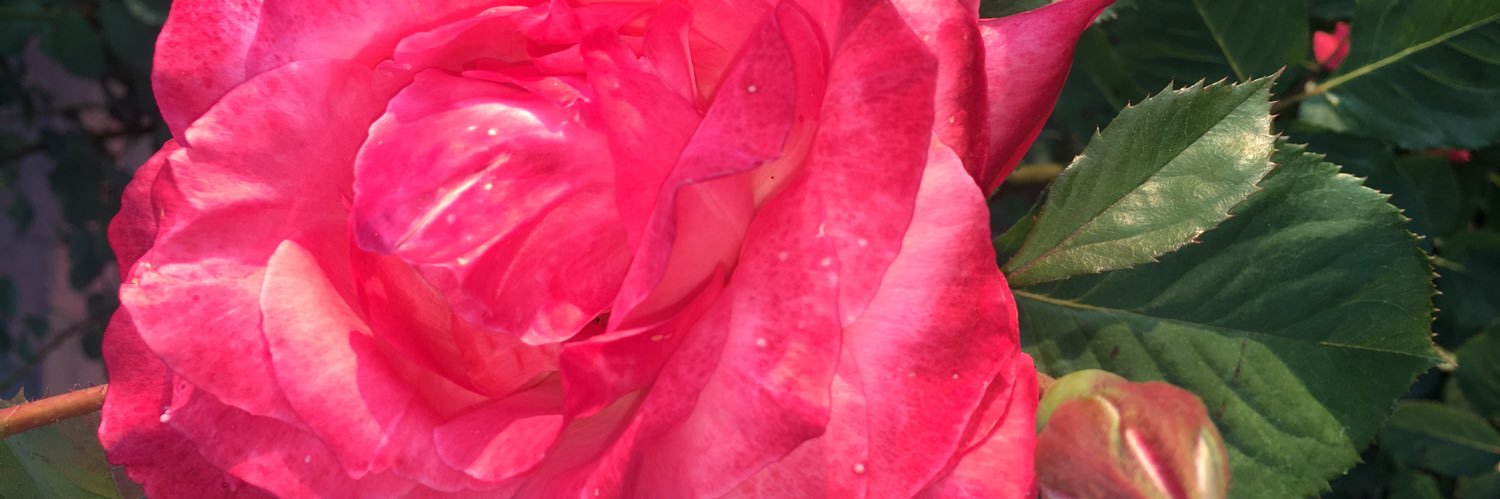 littlelayaossii's profile banner image