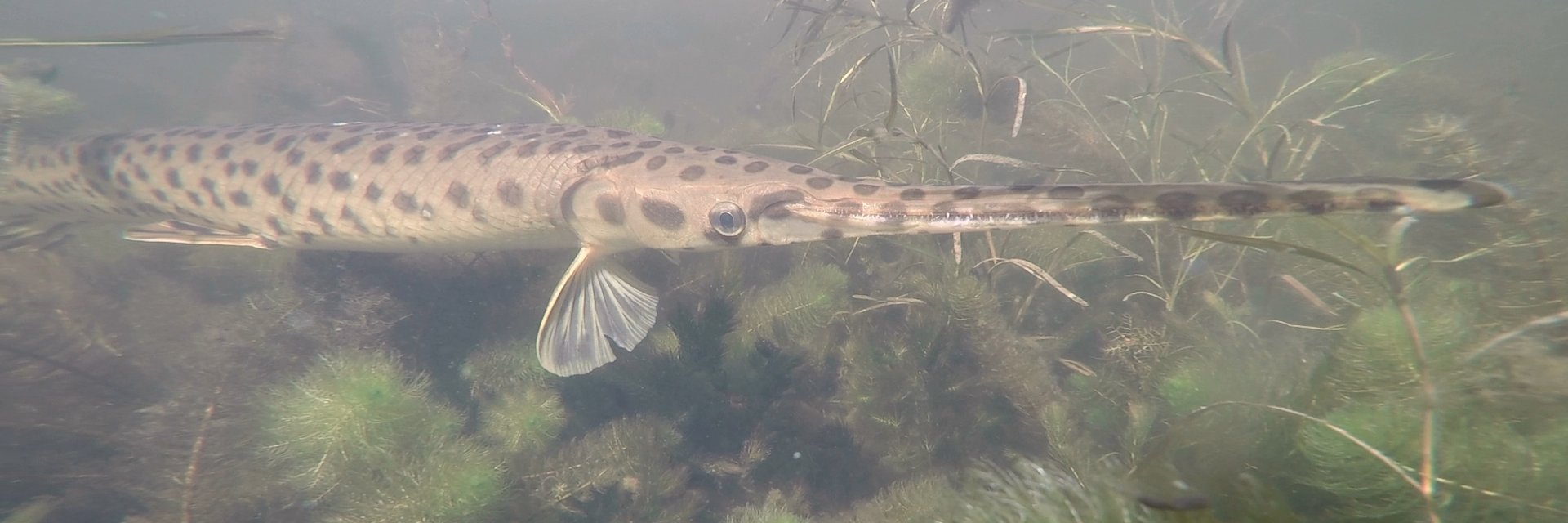 Mark Ryckman 🇨🇦 banner