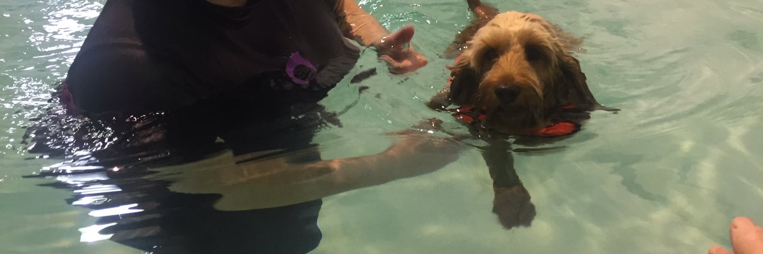 Pawsforasplash's profile banner image
