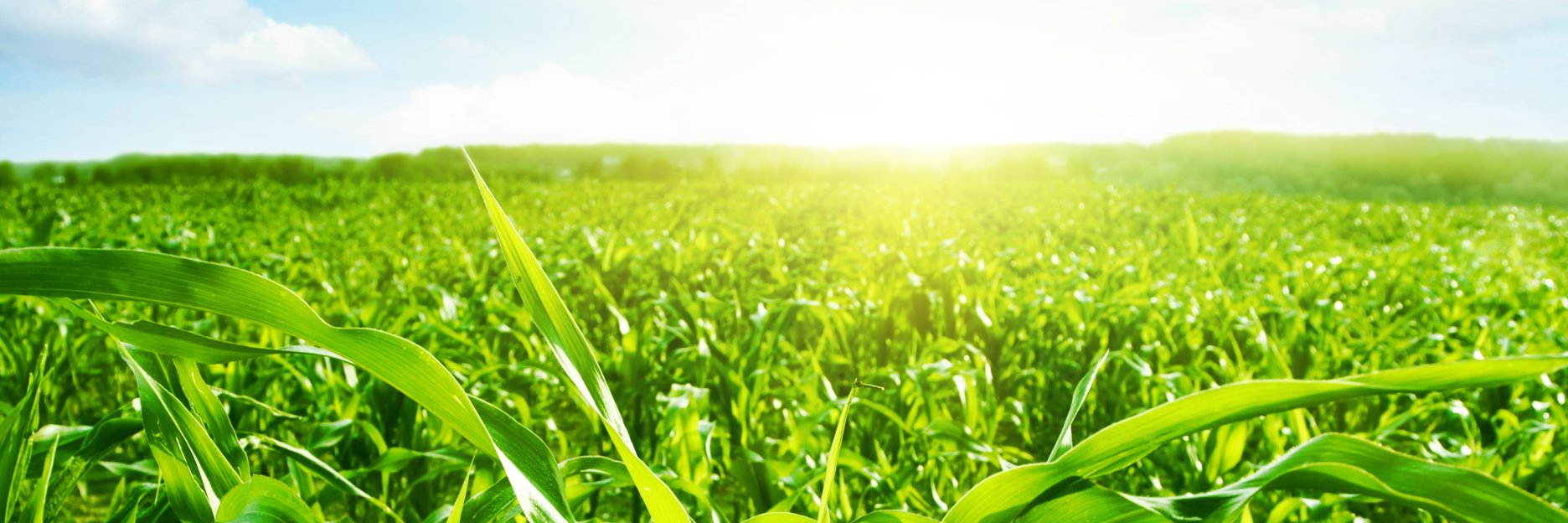 IowaNAMA's profile banner image