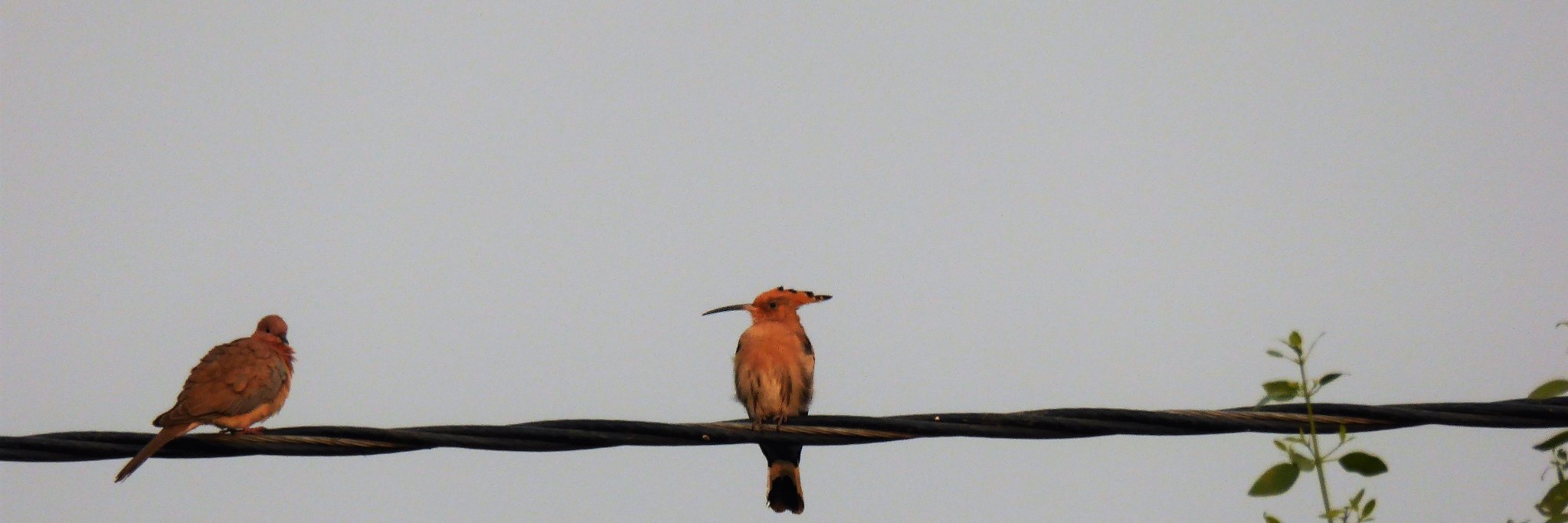 Philippa Simmonds banner