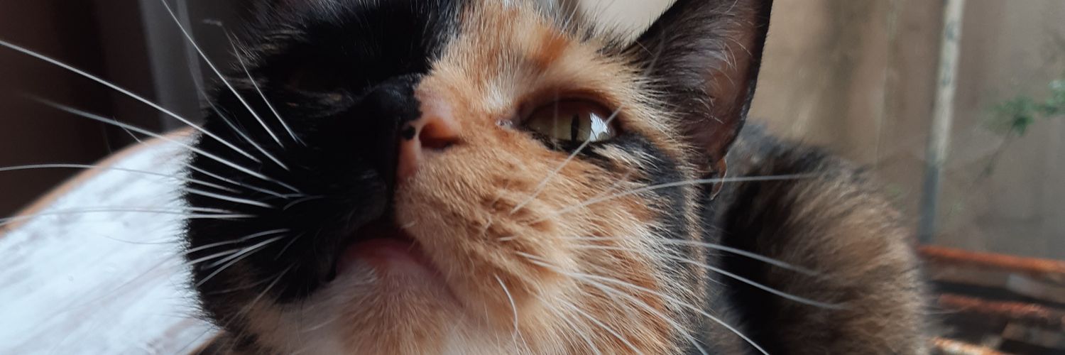 LuliAllendess's profile banner image