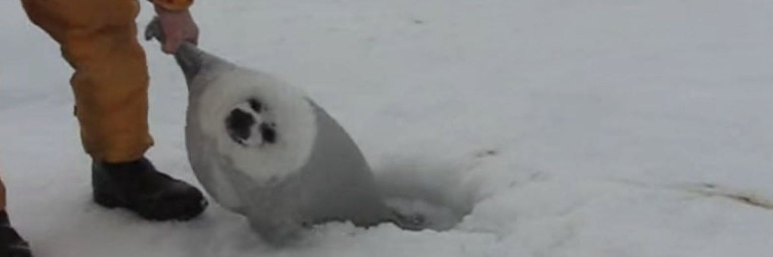 ゆざらし🦭 banner